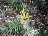 Gal 0636 Tillandsia spec.